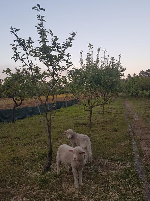 Quinta da Lage Villa Barcelos Esterno foto
