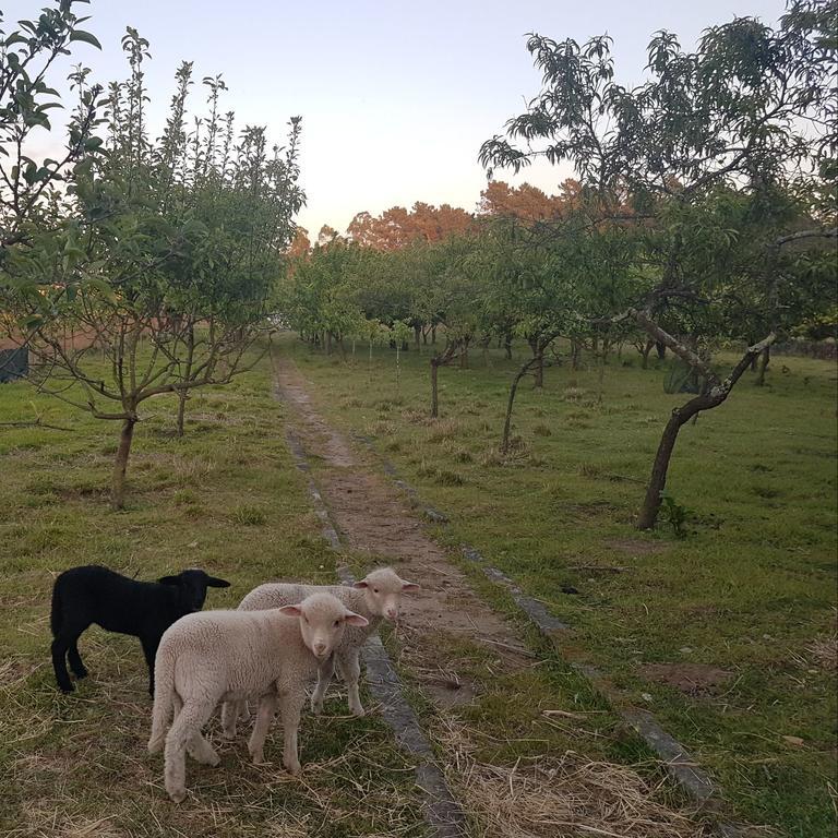 Quinta da Lage Villa Barcelos Esterno foto