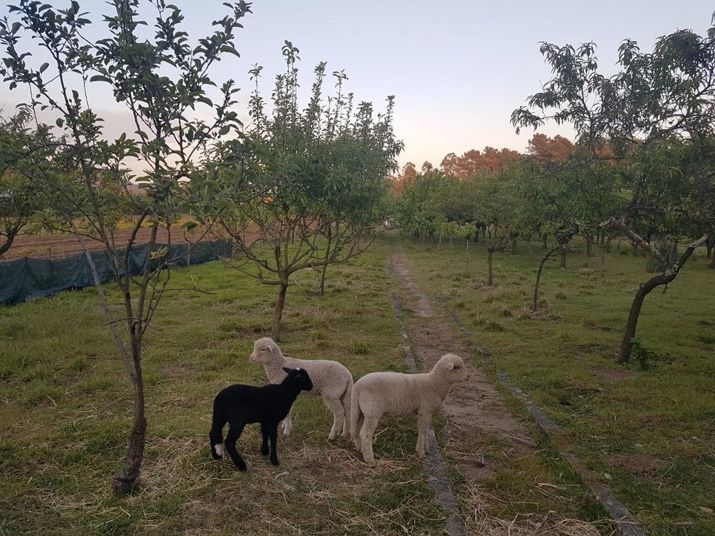 Quinta da Lage Villa Barcelos Esterno foto